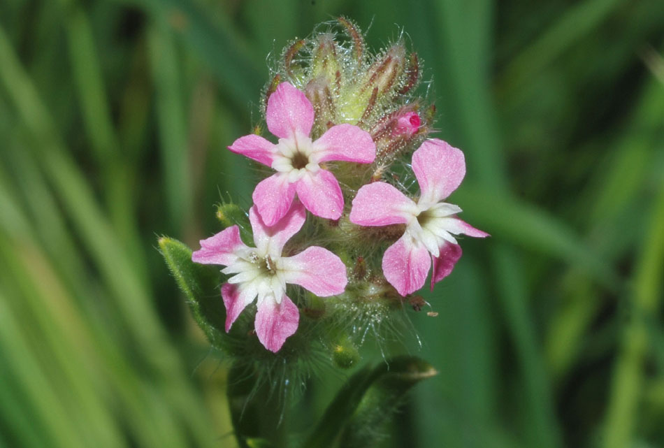 Silene gallica / Silene gallica